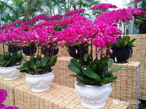 年宵花特惠 精品花卉買一贈(zèng)百合