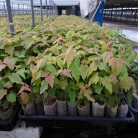 無(wú)紡織育苗袋與營(yíng)養(yǎng)育苗袋的生產(chǎn)技術(shù)及機(jī)械設(shè)備概述