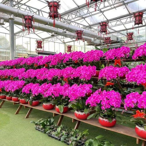 花滿金陵，美好生活——2022南京精品年宵花展與辦公用品完美融合