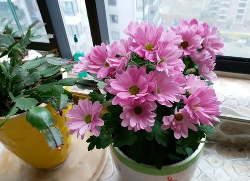 未來2個月新買的花要靜養，牢記3點，個個都能養成精品