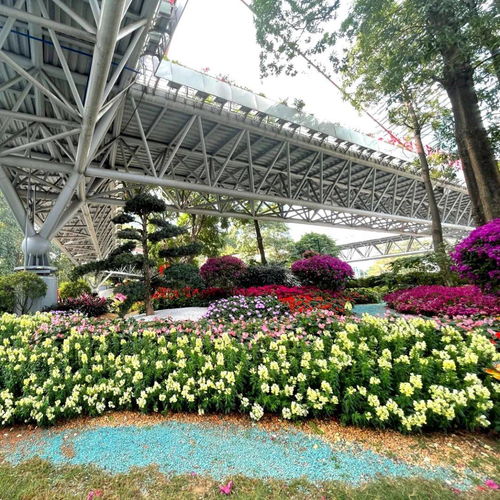 新春走基層｜廣州天河 精品花帶花境等你來(lái)打卡